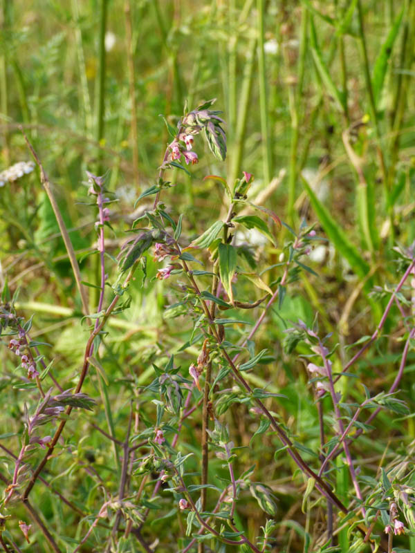 Odontites vernus